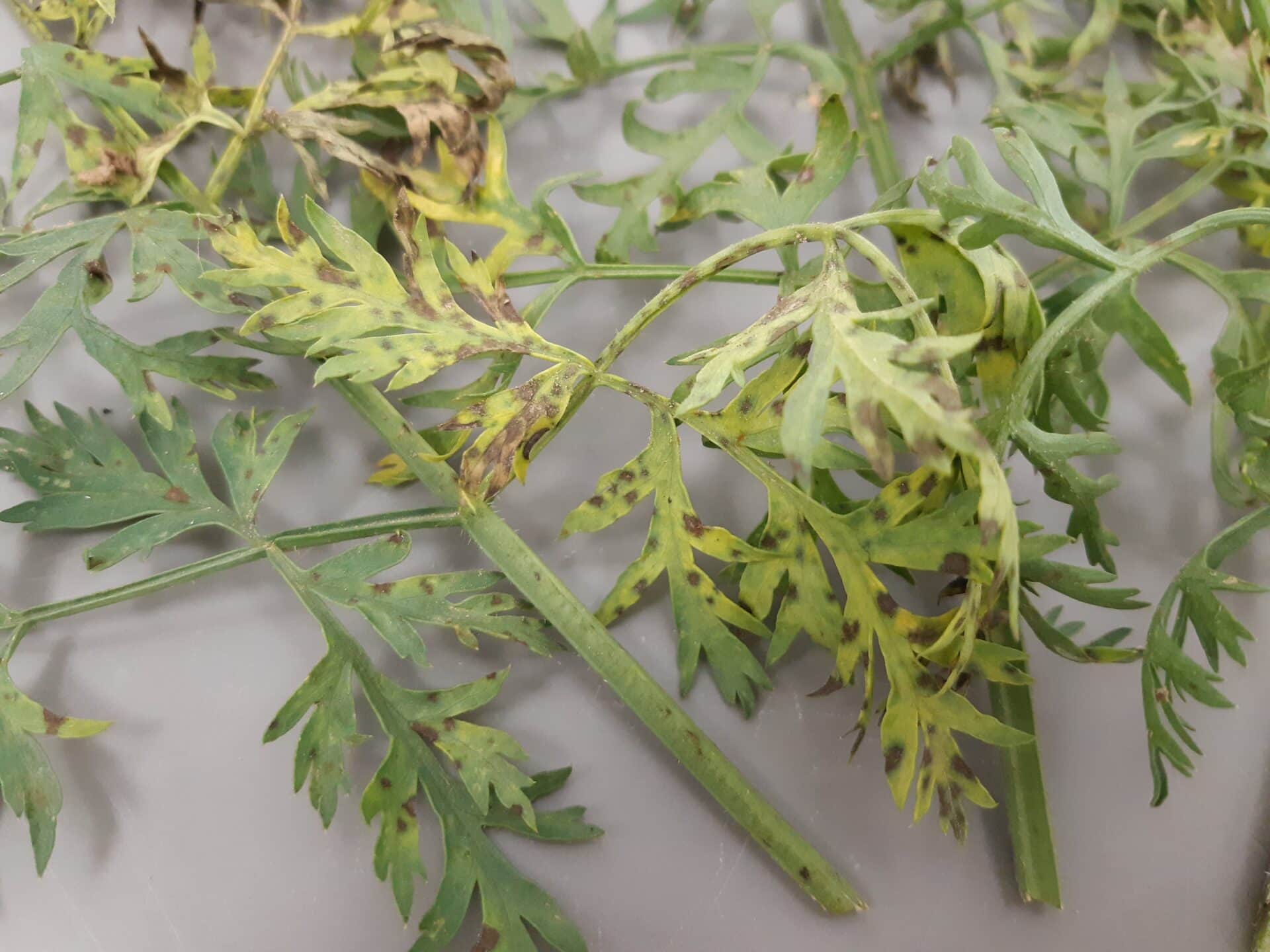 Objawy alternariozy naci marchwi