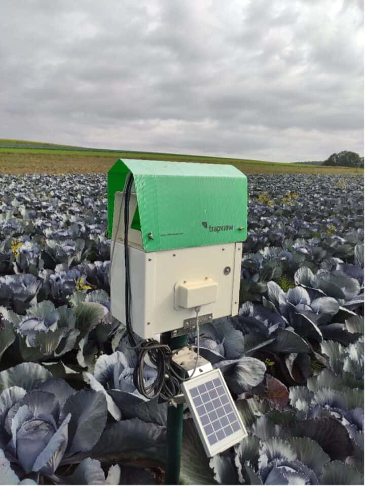 Automatyczna foto-pułapka do odławiania muchówek śmietki kapuścianej wykorzystywana do monitorowania szkodników w systemie FARM SMART