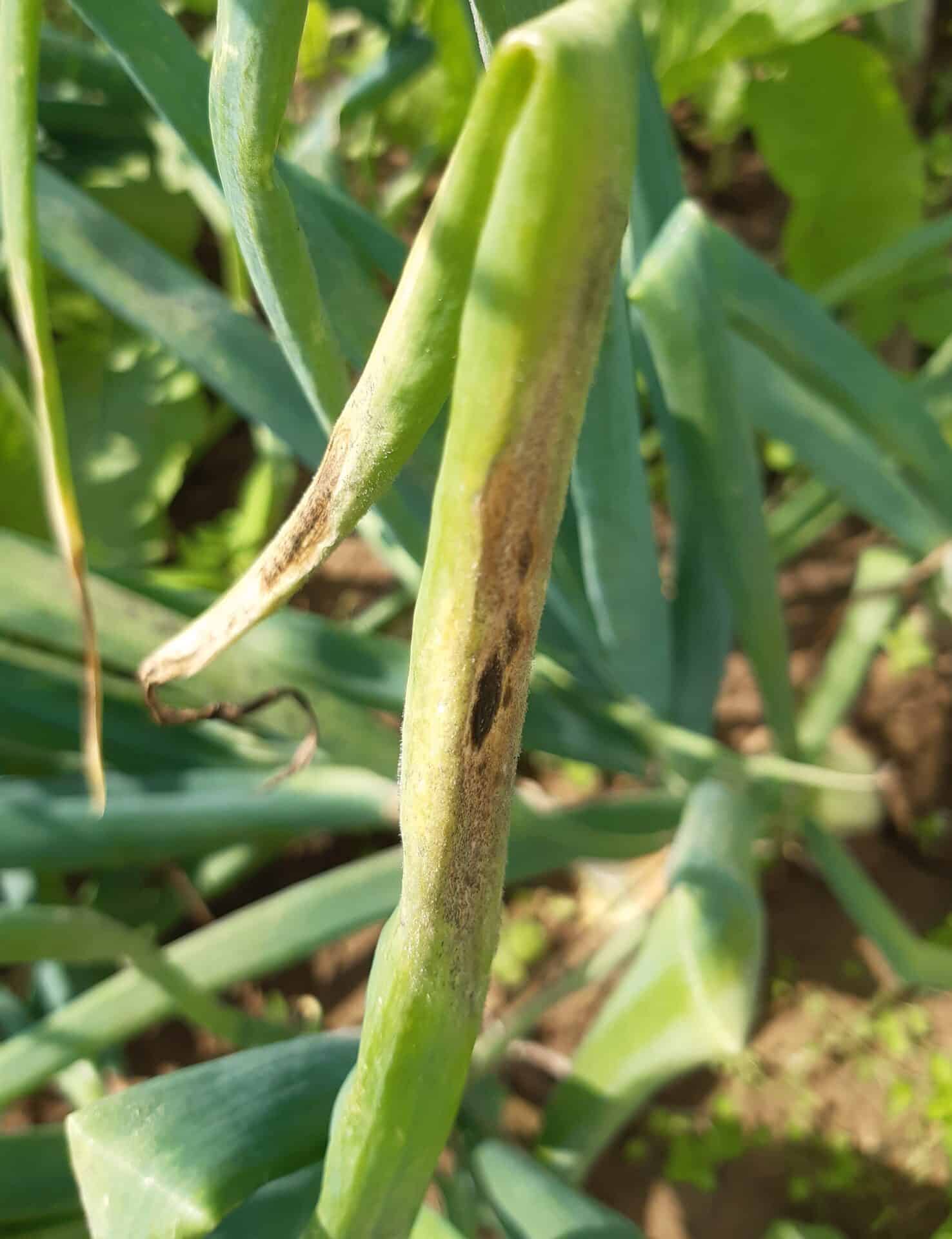 Objawy alternariozy na szczypiorze