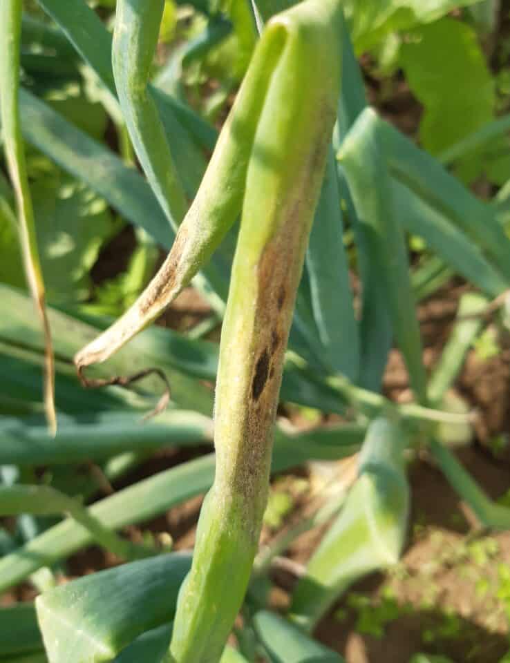 Objawy alternariozy na szczypiorze