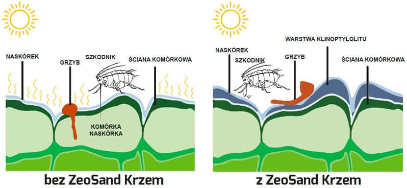 Ograniczanie, zabezpieczanie, objawy i zwalczanie chorób grzybowych i bakteryjnych w uprawie warzyw kapustnych. Szara pleśń, mączniak rzekomy, inne patogeny i choroby kapusty 4 mechanizm tworzenia bariery ochronnej przed chorobami szkodnikami i oparzeniami slonecznymi