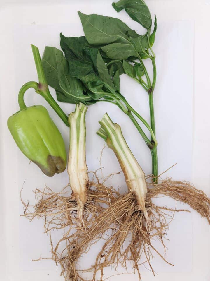 papryka